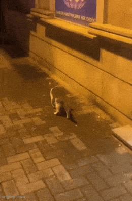 Daily Gifdump Daily Gifdump