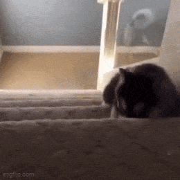 Daily Gifdump Daily Gifdump