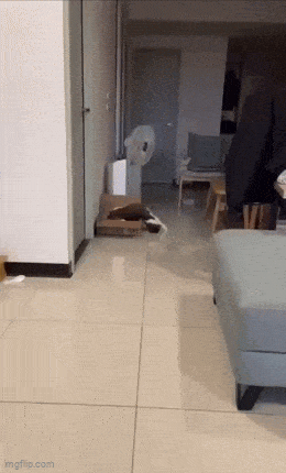 Daily Gifdump Daily Gifdump