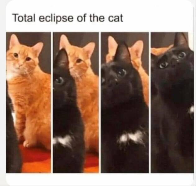 Cats Being Their Ridiculous, Adorable Selves