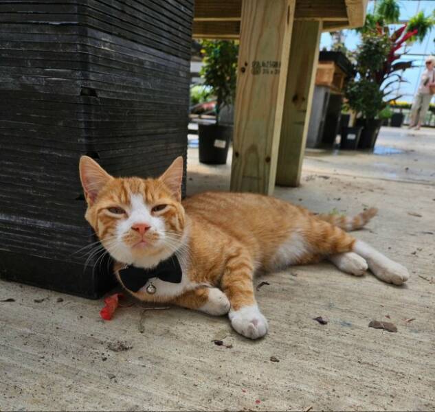 Cats Being Their Ridiculous, Adorable Selves