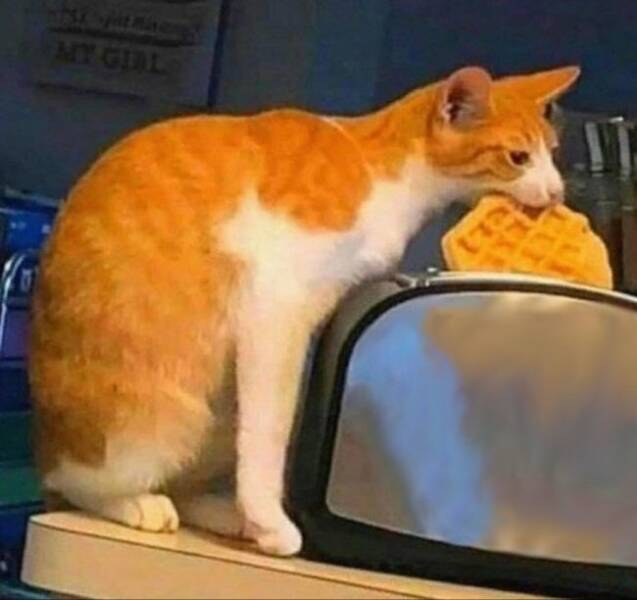 Cats Being Their Ridiculous, Adorable Selves