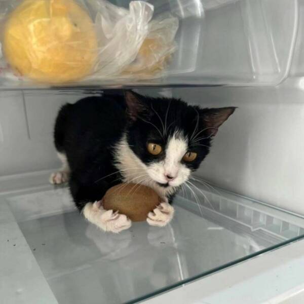 Cats Being Their Ridiculous, Adorable Selves