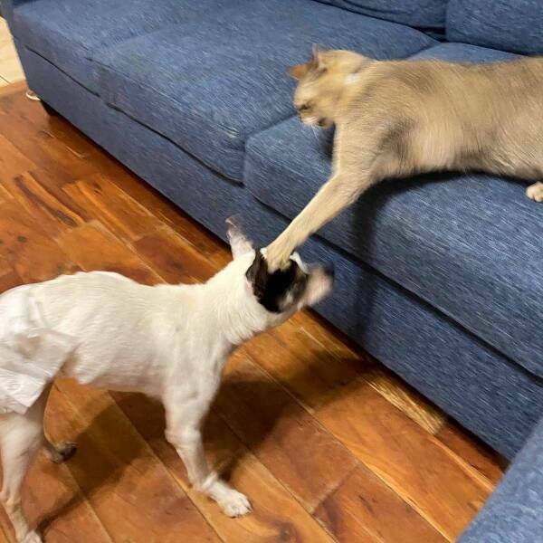 Cats Being Their Ridiculous, Adorable Selves