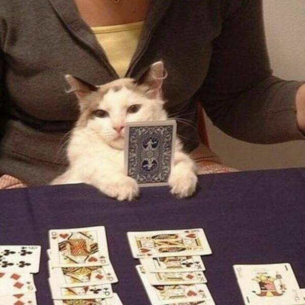 Cats Being Their Ridiculous, Adorable Selves