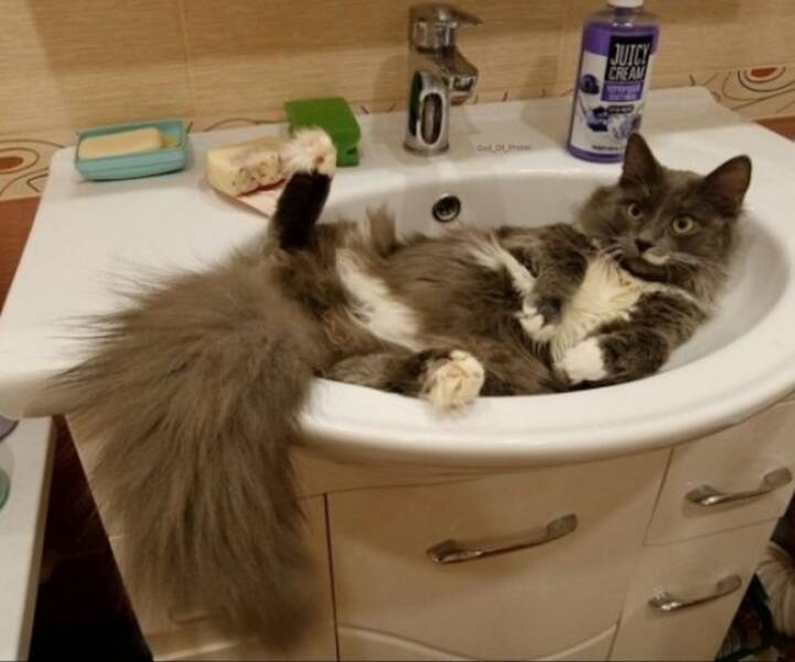 Cats Being Their Ridiculous, Adorable Selves