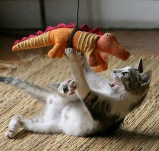 Cats Being Their Ridiculous, Adorable Selves