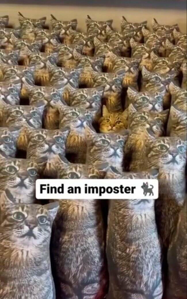 Cats Being Their Ridiculous, Adorable Selves