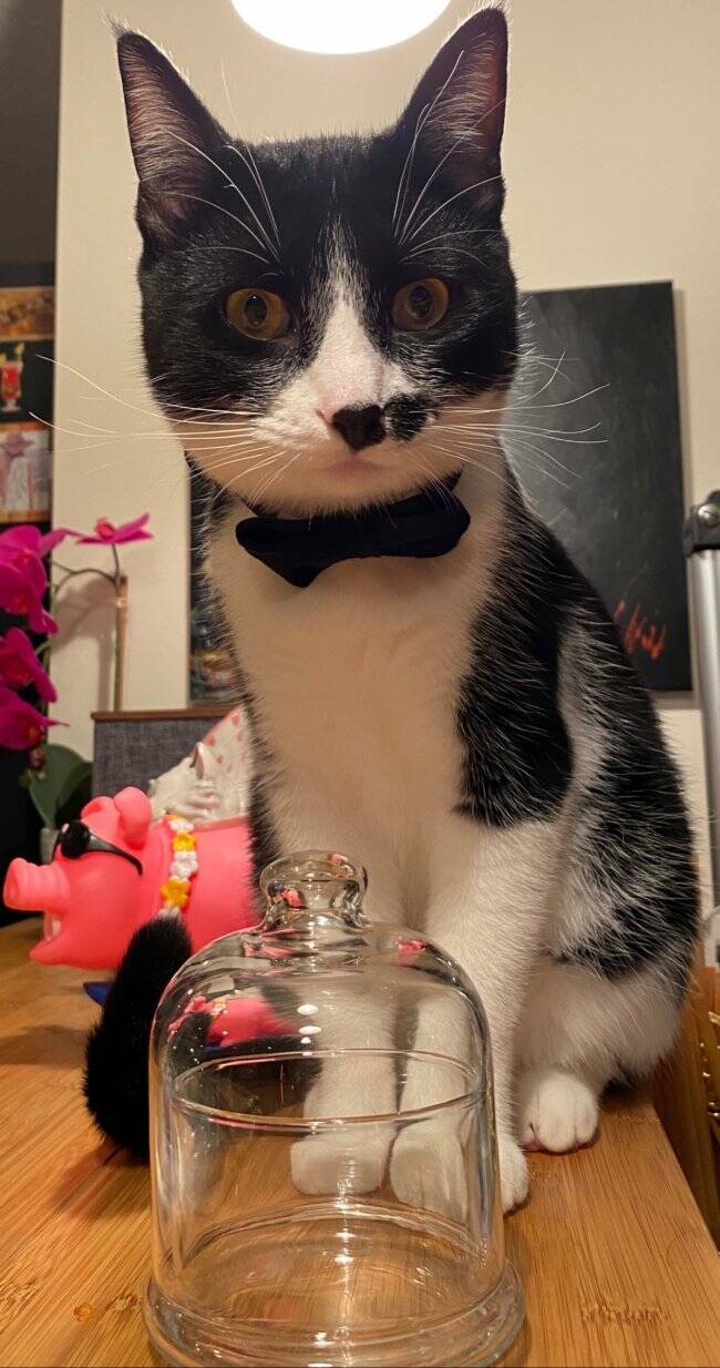 Cats Being Their Ridiculous, Adorable Selves