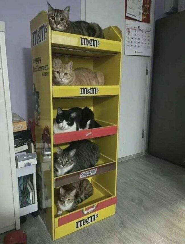 Cats Being Their Ridiculous, Adorable Selves