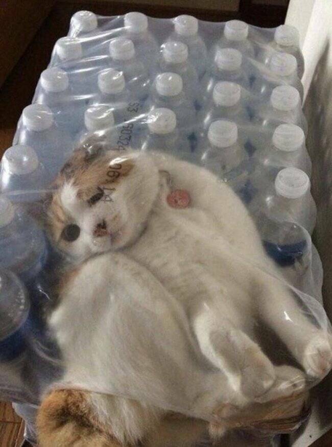 Cats Being Their Ridiculous, Adorable Selves