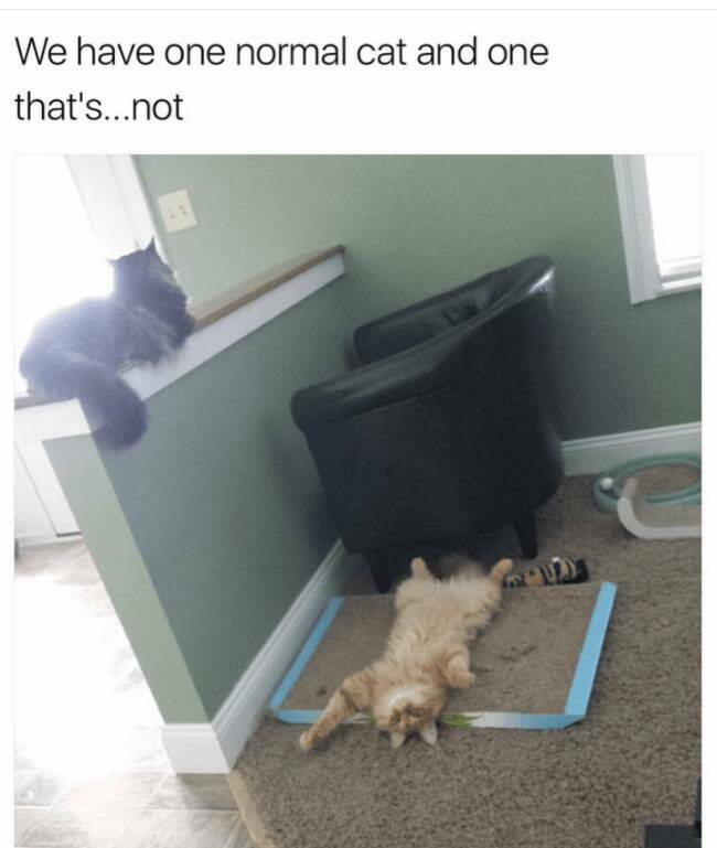 Cats Being Their Ridiculous, Adorable Selves