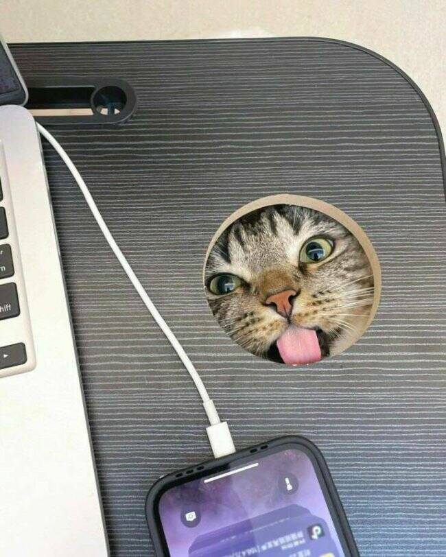 Cats Being Their Ridiculous, Adorable Selves