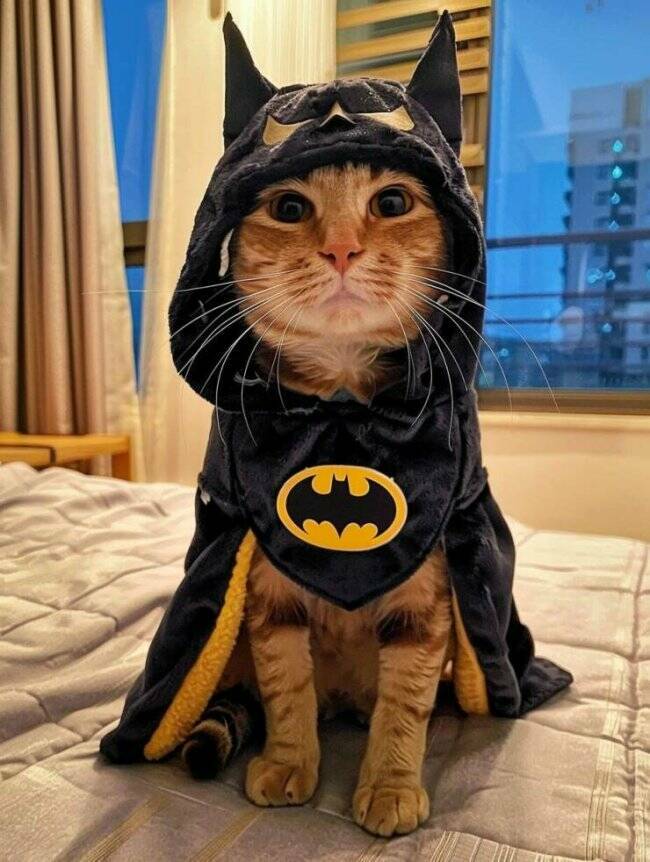 Cats Being Their Ridiculous, Adorable Selves