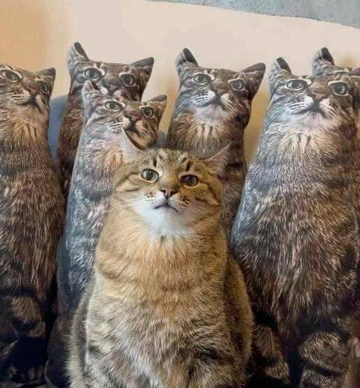 Cats Being Their Ridiculous, Adorable Selves