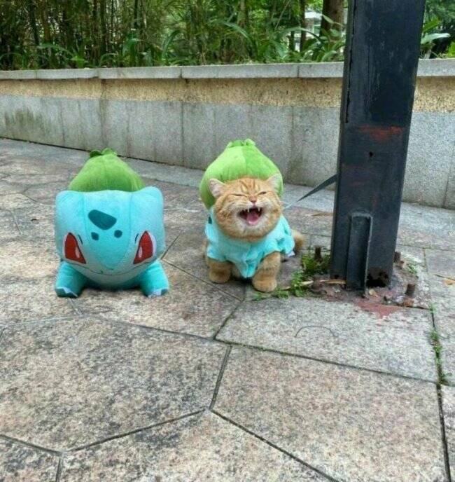 Cats Being Their Ridiculous, Adorable Selves