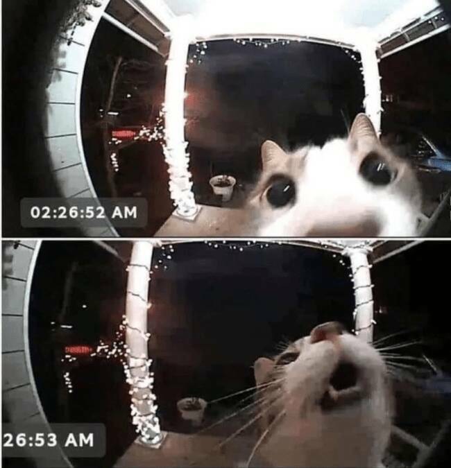 Cats Being Their Ridiculous, Adorable Selves