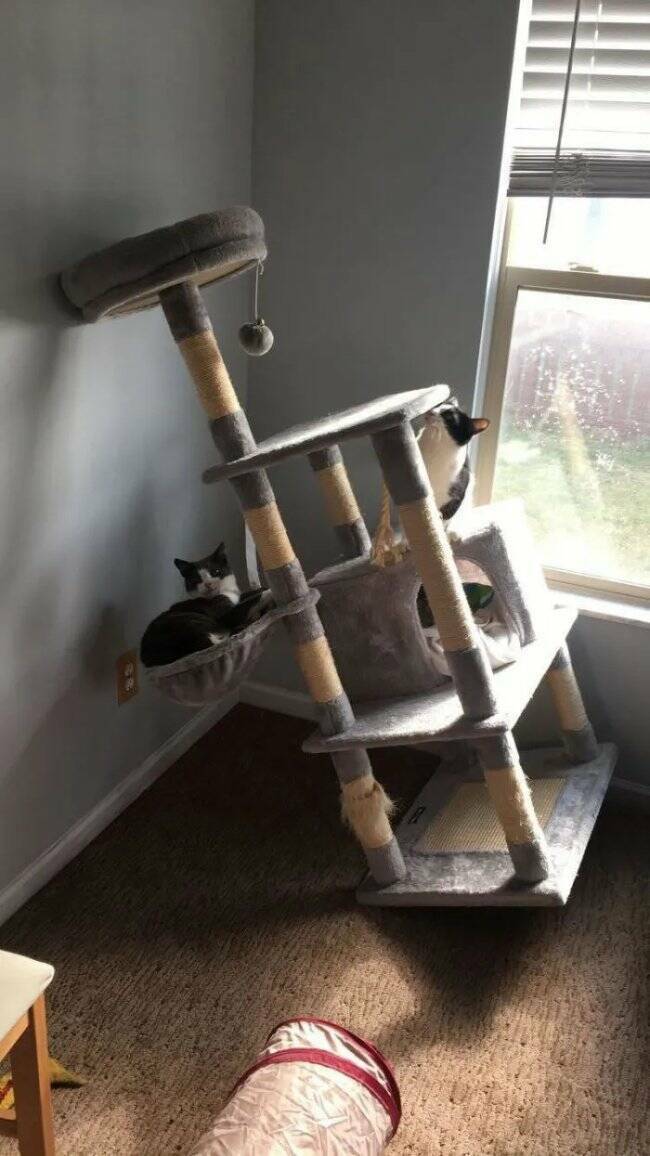 Cats Being Their Ridiculous, Adorable Selves