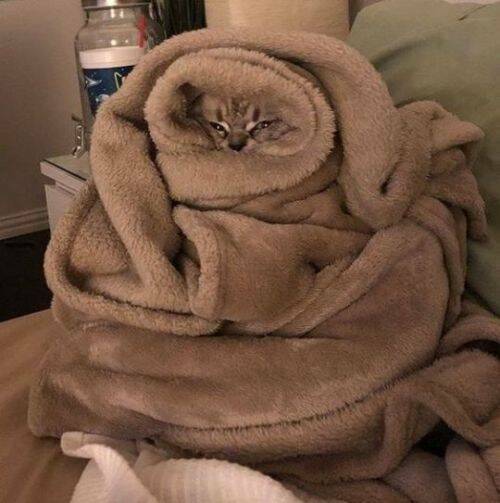 Cats Being Their Ridiculous, Adorable Selves