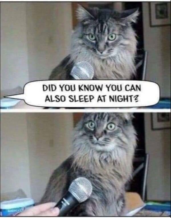 Cats Being Their Ridiculous, Adorable Selves