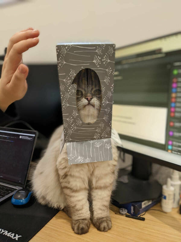 Cats Being Their Ridiculous, Adorable Selves