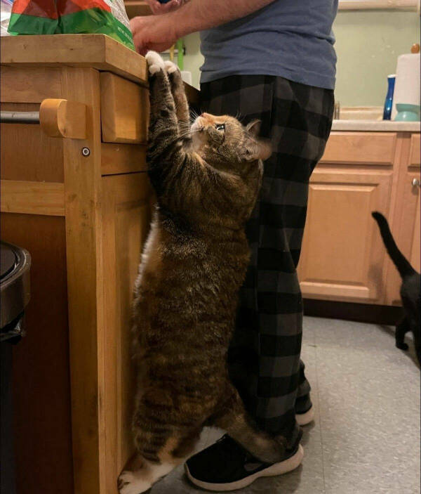 Cats Being Their Ridiculous, Adorable Selves