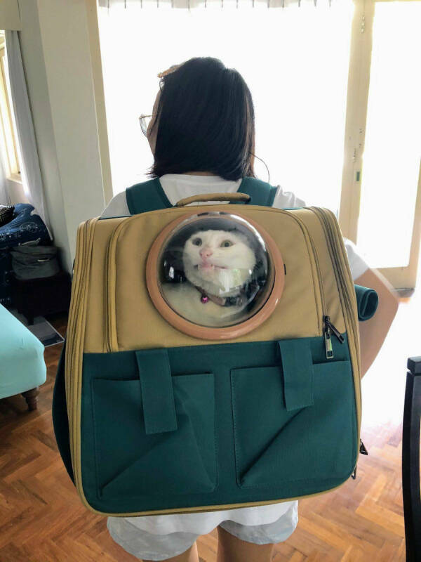 Cats Being Their Ridiculous, Adorable Selves