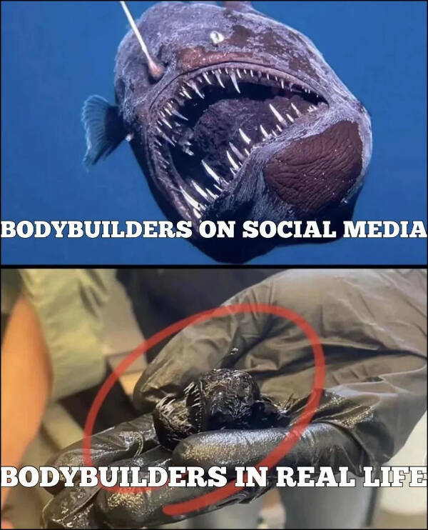 Gym Struggles & Gains In Meme Form