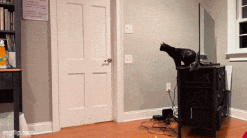 Cats Being Their Ridiculous, Adorable Selves