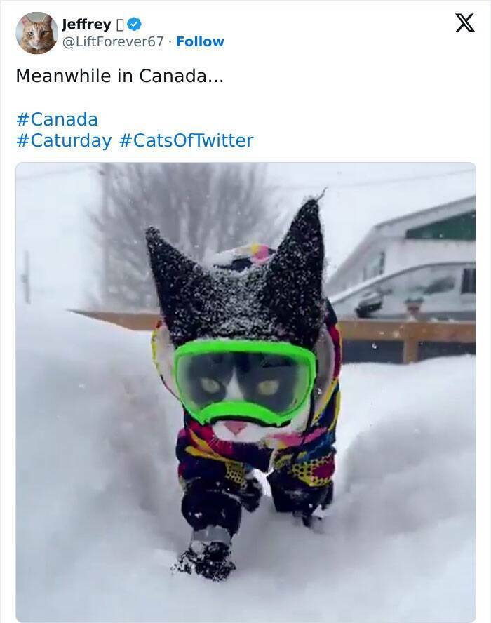 From Moose To Maple Syrup – The Most Canadian Things Ever