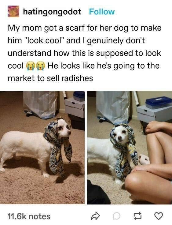 Funny Picdump Funny Picdump