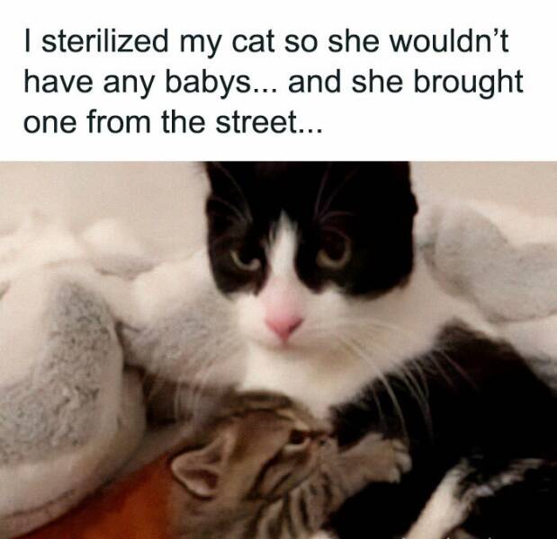 Paws-itively Hilarious Cat Memes And Pics