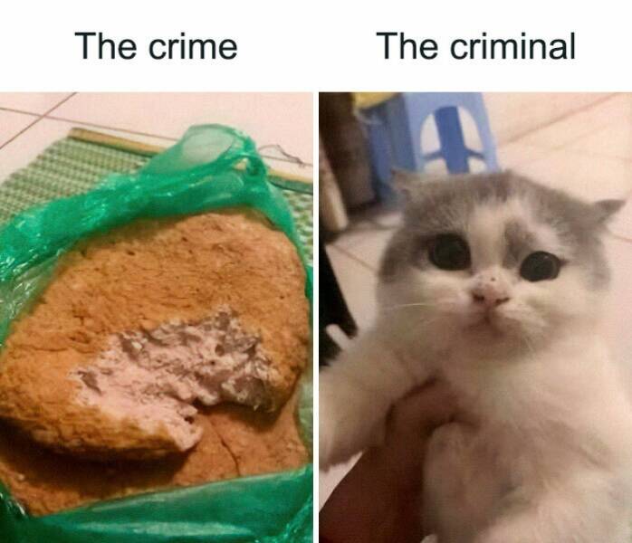 Paws-itively Hilarious Cat Memes And Pics