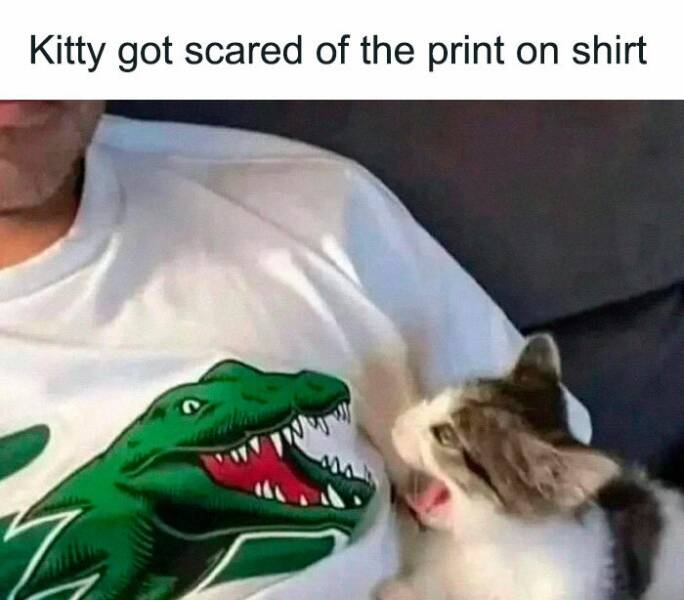 Paws-itively Hilarious Cat Memes And Pics