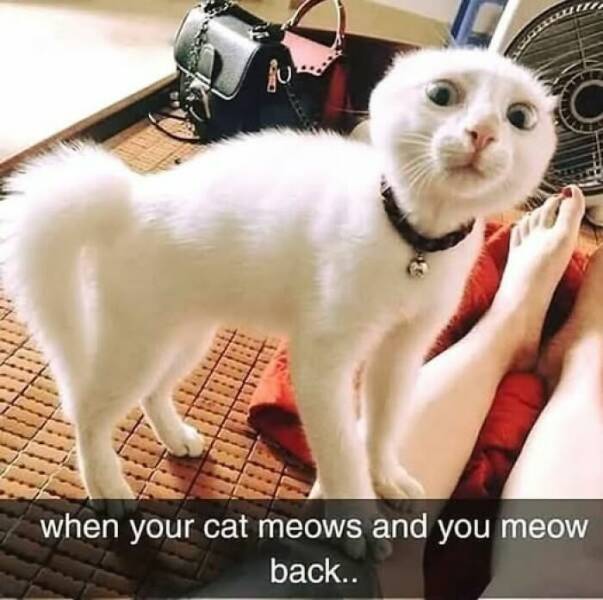 Paws-itively Hilarious Cat Memes And Pics