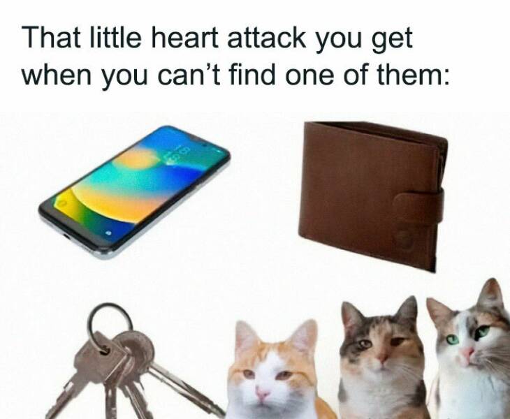 Paws-itively Hilarious Cat Memes And Pics