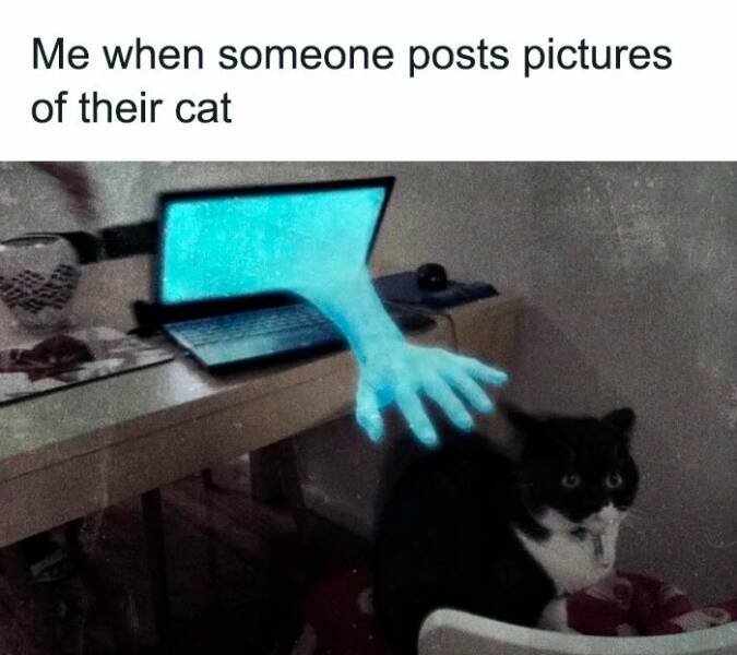 Paws-itively Hilarious Cat Memes And Pics