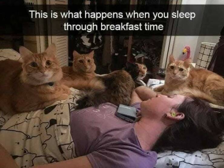 Paws-itively Hilarious Cat Memes And Pics