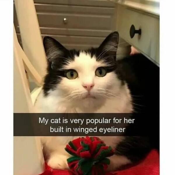 Paws-itively Hilarious Cat Memes And Pics