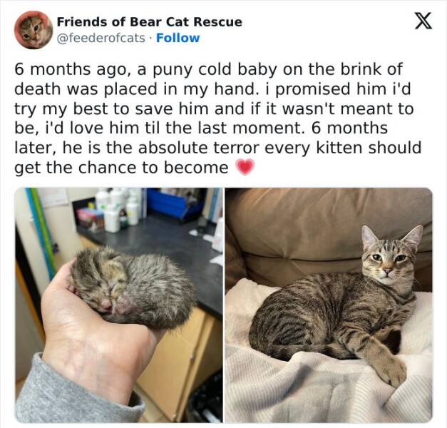 Paws-itively Hilarious Cat Memes And Pics