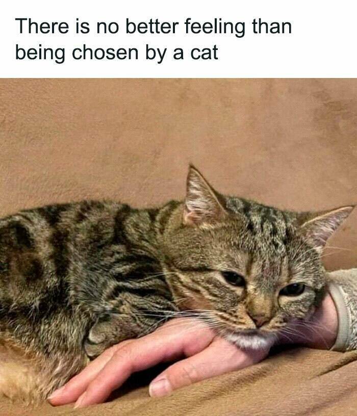 Paws-itively Hilarious Cat Memes And Pics