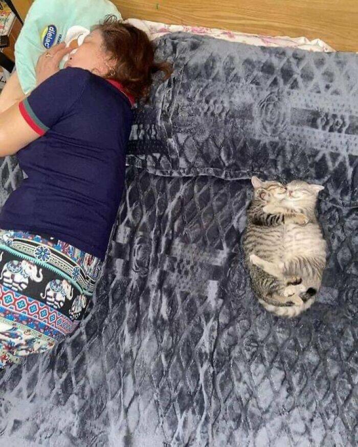 Paws-itively Hilarious Cat Memes And Pics