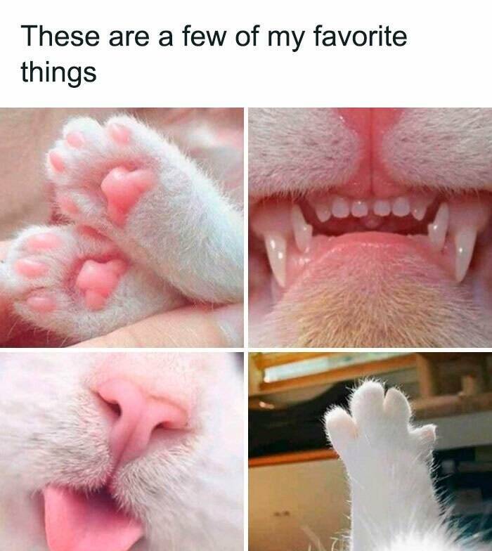 Paws-itively Hilarious Cat Memes And Pics