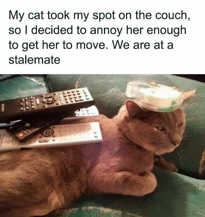 Paws-itively Hilarious Cat Memes And Pics