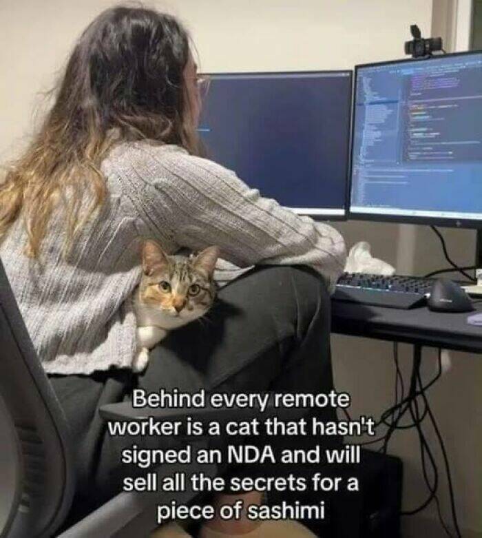 Paws-itively Hilarious Cat Memes And Pics