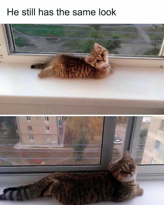 Paws-itively Hilarious Cat Memes And Pics