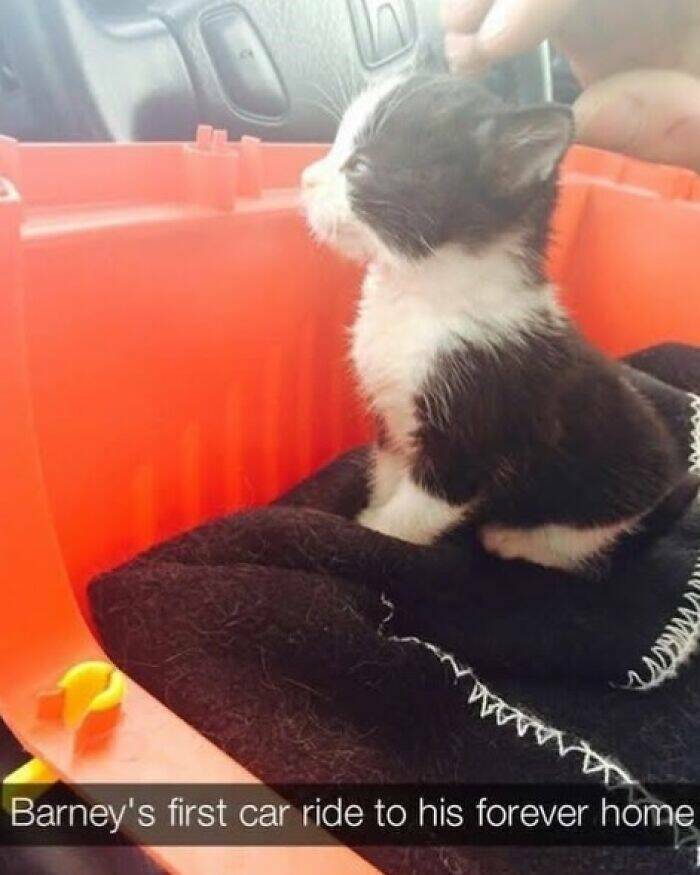 Paws-itively Hilarious Cat Memes And Pics