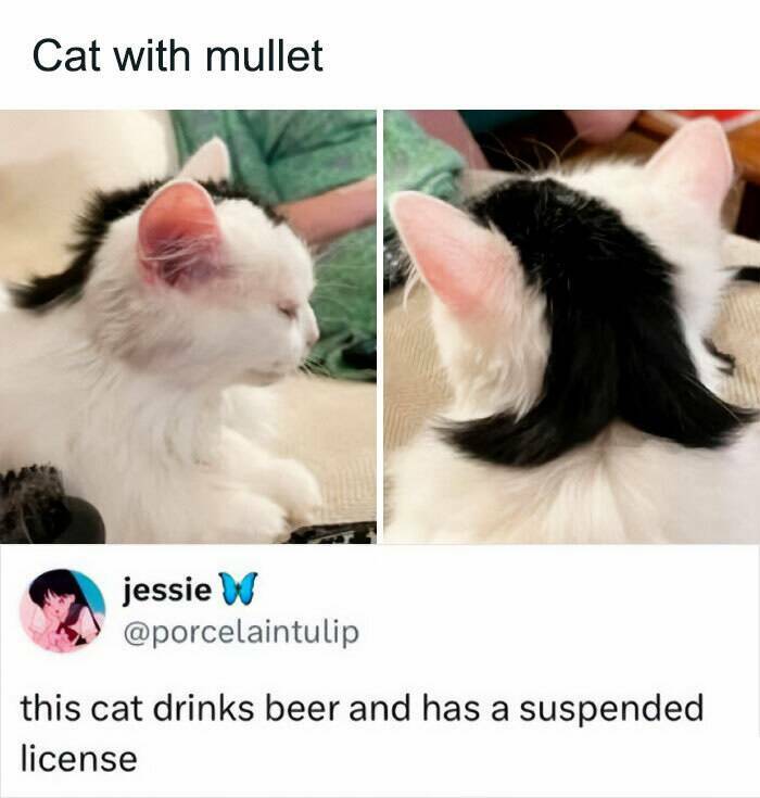 Paws-itively Hilarious Cat Memes And Pics