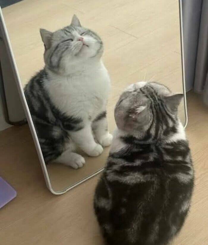 Paws-itively Hilarious Cat Memes And Pics