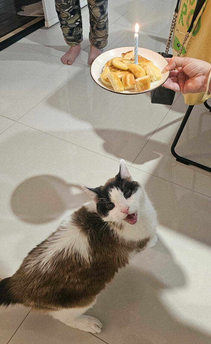 Paws-itively Hilarious Cat Memes And Pics